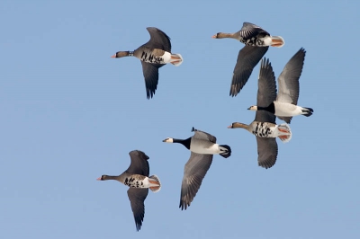 Doordat het zo gesneeuwd had vandaag, ben ik de weilanden in gegaan, op zoek naar wellicht wilde zwanen.. Kwam echter een groep ganzen tegen die af en aan vlogen.. Aardig detail op deze foto is de bovenste gans voorin de foto een soort van band om zijn nek heeft. Iemand een idee waar dit vandaan komt?

Vanuit de Hand
Photoshop CS2 as post processing
Niveaus en Contrast
Ruis weggehaald met noise ninja
Verscherpt met smart sharpen
Licht uitgesneden
Verkleind voor web
Sluiter: 1/1000
diafragma: 7.1
Canon eos 300D met 400 5.6 L lens