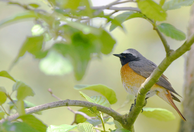 <i class='fa fa-user'></i> henkdikkers |   Gekraagde Roodstaart  <i class='fa fa-eye'> 201</i>  <i class='fa fa-thumbs-up'> 1</i>   <i class='fa fa-comment-o'> 3</i>