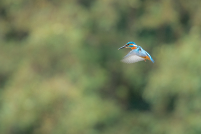 Na mijn vrijwilligerswerk bij de duinen ben ik achter een scherm bij een vijver gaan kijken. Tot mijn grote vreugde kwam de ijsvogel een paar keer. Foto's kunnen maken op een stok, in een boom en deze biddende ijsvogel.