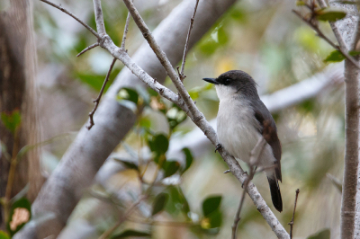 <i class='fa fa-user'></i> Kees de Jager |   Tapuitvliegenvanger  <i class='fa fa-eye'> 119</i>   <i class='fa fa-comment-o'> 1</i>