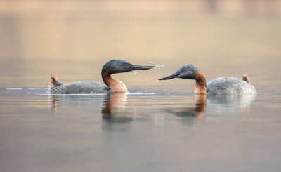 <i class='fa fa-user'></i> Lennart Verheuvel |   Grote Fuut  <i class='fa fa-eye'> 324</i>  <i class='fa fa-thumbs-up'> 13</i>   <i class='fa fa-comment-o'> 5</i>