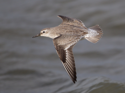 <i class='fa fa-user'></i> Richard Oud |   Kanoet  <i class='fa fa-eye'> 262</i>  <i class='fa fa-thumbs-up'> 9</i>   <i class='fa fa-comment-o'> 3</i>