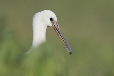 <i class='fa fa-user'></i> Rob Kuiper |   Lepelaar  <i class='fa fa-eye'> 248</i>  <i class='fa fa-thumbs-up'> 5</i>   <i class='fa fa-comment-o'> 7</i>