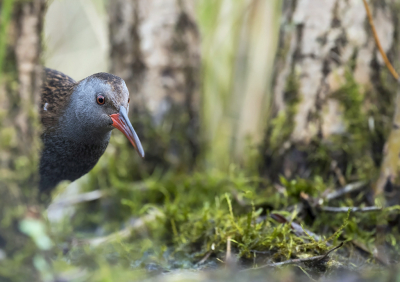 <i class='fa fa-user'></i> Bert Ooms |   Waterral  <i class='fa fa-eye'> 239</i>  <i class='fa fa-thumbs-up'> 6</i>   <i class='fa fa-comment-o'> 2</i>