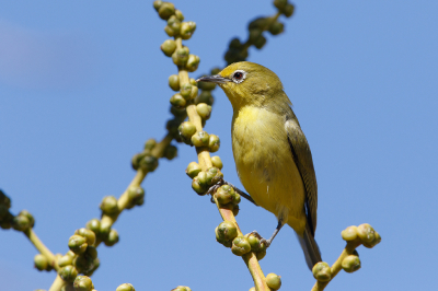<i class='fa fa-user'></i> Kees de Jager |   Mangrovebrilvogel  <i class='fa fa-eye'> 107</i>  <i class='fa fa-thumbs-up'> 1</i>   <i class='fa fa-comment-o'> 0</i>