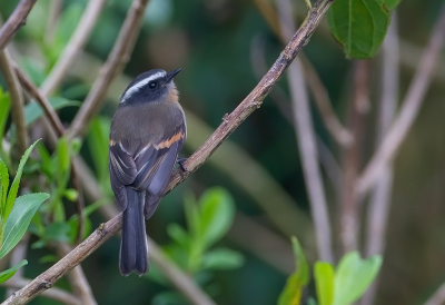 <i class='fa fa-user'></i> charlysax |   Roodborsttapuittiran  <i class='fa fa-eye'> 141</i>  <i class='fa fa-thumbs-up'> 3</i>   <i class='fa fa-comment-o'> 1</i>