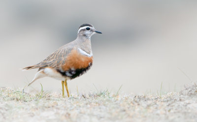 <i class='fa fa-user'></i> Hans Overduin |   Morinelplevier  <i class='fa fa-eye'> 489</i>  <i class='fa fa-thumbs-up'> 24</i>   <i class='fa fa-comment-o'> 13</i>