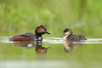 <i class='fa fa-user'></i> anevanrees |   Geoorde Fuut  <i class='fa fa-eye'> 355</i>  <i class='fa fa-thumbs-up'> 10</i>   <i class='fa fa-comment-o'> 7</i>