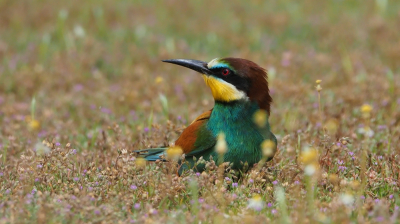 <i class='fa fa-user'></i> corvanspijk |   Bijeneter  <i class='fa fa-eye'> 315</i>  <i class='fa fa-thumbs-up'> 12</i>   <i class='fa fa-comment-o'> 9</i>