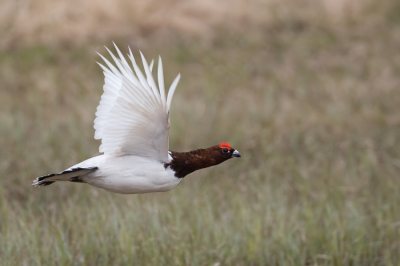 <i class='fa fa-user'></i> Paul van Giersbergen |   Moerassneeuwhoen  <i class='fa fa-eye'> 323</i>  <i class='fa fa-thumbs-up'> 9</i>   <i class='fa fa-comment-o'> 4</i>