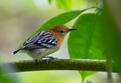 <i class='fa fa-user'></i> charlysax |   Pacifische Miersluiper  <i class='fa fa-eye'> 154</i>  <i class='fa fa-thumbs-up'> 2</i>   <i class='fa fa-comment-o'> 2</i>