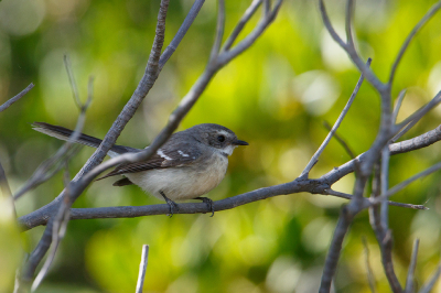 <i class='fa fa-user'></i> Kees de Jager |   Mangrovewaaierstaart  <i class='fa fa-eye'> 138</i>   <i class='fa fa-comment-o'> 1</i>