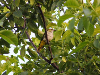 Mijn eerste stappen in de wereld van de vogelfotografie...

We hoorden regelmatig de wielewaal roepen, en gingen er op uit. In deze notenboom zat een jong verscholen tussen de bladeren. Dit jong had geen idee van onze aanwezigheid, ik had dus mooi de tijd om hem op de foto te zetten.