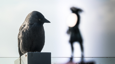 Beetje duister figuur die Willem de Vlamingh voor deze kauw.