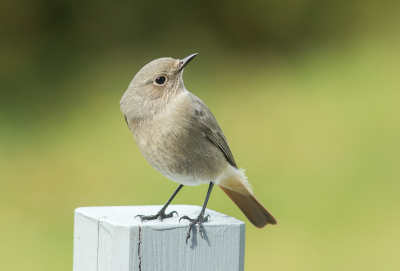 Altijd leuk als je door de plaatselijke FC wordt meegevraagd voor hun trainingsweekend in de Ardennen om daar van alles op de gevoelige plaat te zetten. 

Van de nood een deugd gemaakt en gelijk wat vogels geschoten zoals deze Zwarte Roodstaart.