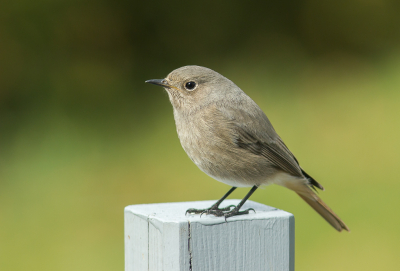 Altijd leuk als je door de plaatselijke FC wordt meegevraagd voor hun trainingsweekend in de Ardennen om daar van alles op de gevoelige plaat te zetten. 

Van de nood een deugd gemaakt en gelijk wat vogels geschoten zoals deze Zwarte Roodstaart.