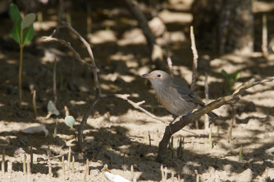 <i class='fa fa-user'></i> Kees de Jager |   Krabbenfluiter  <i class='fa fa-eye'> 125</i>   <i class='fa fa-comment-o'> 0</i>