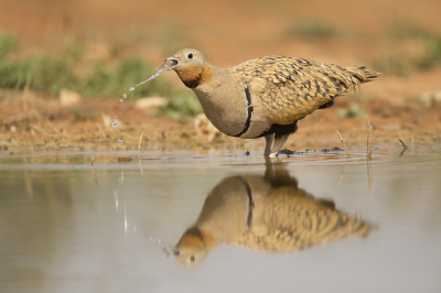 <i class='fa fa-user'></i> Luc Meert |   Zwartbuikzandhoen  <i class='fa fa-eye'> 303</i>  <i class='fa fa-thumbs-up'> 4</i>   <i class='fa fa-comment-o'> 5</i>