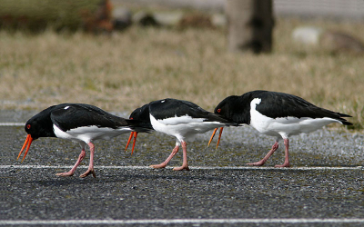 Een groepje scholeksters liep te foerageren op en naast een parkeerplaats aan het Veerse meer. (Geen al te mooie omgeving voor een foto, maar ja ...)
Op een gegeven moment, alsof het afgesproken was, begonnen ze allemaal gelijktijdig te kwetteren, koppen allemaal naar beneden; dit proces herhaalde zich een aantal keren. 
Kent iemand dit verschijnsel?
Ik moest, toen ik de foto zag, denken aan line dancing.

Canon 10D + 2x converter.