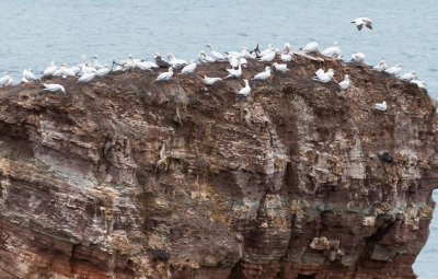 <i class='fa fa-user'></i> Wijnand van Buuren |   Jan-van-gent  <i class='fa fa-eye'> 270</i>  <i class='fa fa-thumbs-up'> 1</i>   <i class='fa fa-comment-o'> 6</i>