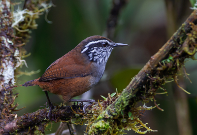 <i class='fa fa-user'></i> charlysax |   Munchiqueboswinterkoning  <i class='fa fa-eye'> 184</i>  <i class='fa fa-thumbs-up'> 10</i>   <i class='fa fa-comment-o'> 3</i>