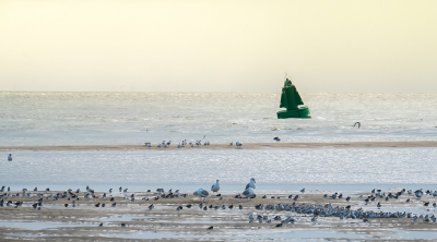 <i class='fa fa-user'></i> arnold merckx |   Drieteenstrandloper  <i class='fa fa-eye'> 243</i>  <i class='fa fa-thumbs-up'> 6</i>   <i class='fa fa-comment-o'> 6</i>