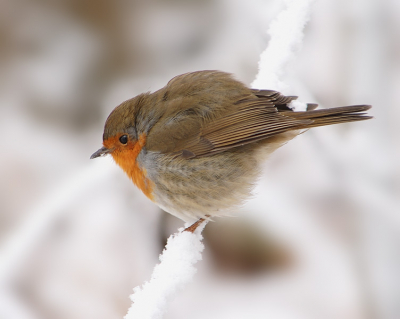 Altijd weer even aandoenlijk zo'n klein roodborstje, zeker nu met deze sneeuw.