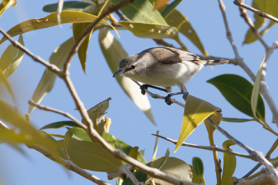 <i class='fa fa-user'></i> Kees de Jager |   Witbrauwmangrovezanger  <i class='fa fa-eye'> 144</i>   <i class='fa fa-comment-o'> 0</i>