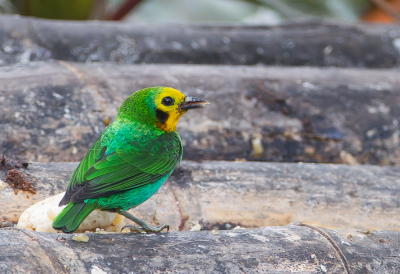 <i class='fa fa-user'></i> charlysax |   Veelkleurige Tangare  <i class='fa fa-eye'> 135</i>   <i class='fa fa-comment-o'> 1</i>