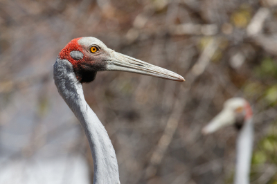 <i class='fa fa-user'></i> Kees de Jager |   Brolgakraanvogel  <i class='fa fa-eye'> 154</i>  <i class='fa fa-thumbs-up'> 1</i>   <i class='fa fa-comment-o'> 0</i>