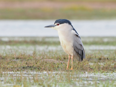 <i class='fa fa-user'></i> corvanspijk |   Kwak  <i class='fa fa-eye'> 364</i>  <i class='fa fa-thumbs-up'> 11</i>   <i class='fa fa-comment-o'> 7</i>