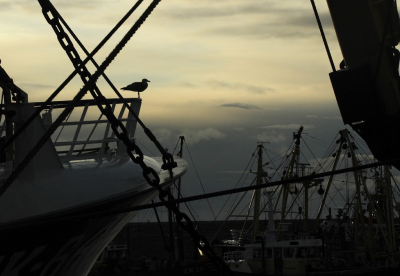 <i class='fa fa-user'></i> Fons Hoiting |   Grote Mantelmeeuw  <i class='fa fa-eye'> 543</i>  <i class='fa fa-thumbs-up'> 12</i>   <i class='fa fa-comment-o'> 14</i>