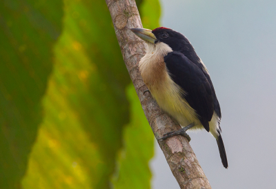 <i class='fa fa-user'></i> charlysax |   Witrugbaardvogel  <i class='fa fa-eye'> 130</i>  <i class='fa fa-thumbs-up'> 1</i>   <i class='fa fa-comment-o'> 1</i>