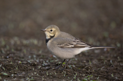 <i class='fa fa-user'></i> keesvanderklauw |   Witte Kwikstaart  <i class='fa fa-eye'> 208</i>   <i class='fa fa-comment-o'> 3</i>