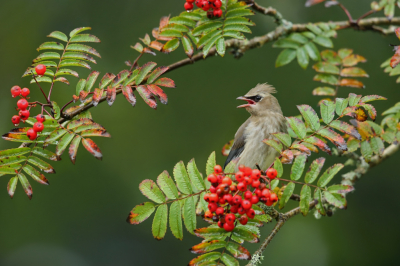 <i class='fa fa-user'></i> Frank Kremer |   Cederpestvogel  <i class='fa fa-eye'> 239</i>  <i class='fa fa-thumbs-up'> 5</i>   <i class='fa fa-comment-o'> 3</i>