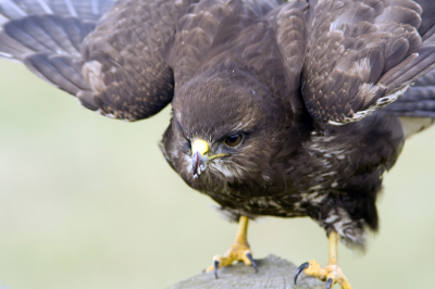 Foto nummer 2 van dezelfde buizerd als die van gisteren. Wederom geen crop. Vind zelf de compositie wel mooi alhoewel hij/zij er niet helemaal opstaat.

Canon 350D, 300mm + 1.4 extender.
