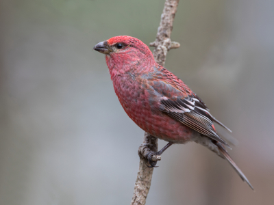 <i class='fa fa-user'></i> Paul van Giersbergen |   Haakbek  <i class='fa fa-eye'> 352</i>  <i class='fa fa-thumbs-up'> 6</i>   <i class='fa fa-comment-o'> 3</i>