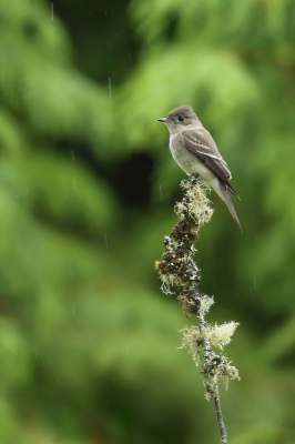 <i class='fa fa-user'></i> Frank Kremer |   Westelijke Bospiewie  <i class='fa fa-eye'> 191</i>  <i class='fa fa-thumbs-up'> 2</i>   <i class='fa fa-comment-o'> 2</i>