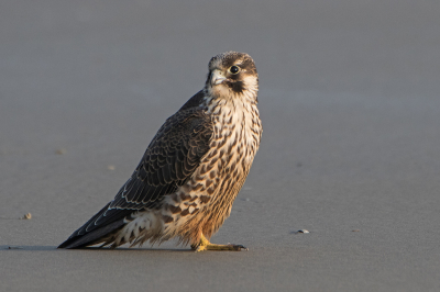 <i class='fa fa-user'></i> martin lok |   Slechtvalk  <i class='fa fa-eye'> 360</i>  <i class='fa fa-thumbs-up'> 4</i>   <i class='fa fa-comment-o'> 3</i>