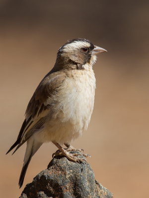 <i class='fa fa-user'></i> Richard Oud |   Mahaliwever  <i class='fa fa-eye'> 158</i>  <i class='fa fa-thumbs-up'> 2</i>   <i class='fa fa-comment-o'> 3</i>