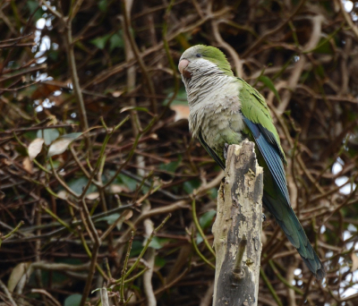 Vorig jaar kwam een upload van de monniksparkiet in het TA terecht met als argument dat de vogel ( een exoot) nog niet genoeg ingeburgerd was. Ben benieuwd of dat argument voor BP nog steeds geldt met de informatie uit de nieuwste vogelatlas van SOVON in het achterhoofd.