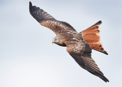 <i class='fa fa-user'></i> Ben Reitsma |   Rode Wouw  <i class='fa fa-eye'> 462</i>  <i class='fa fa-thumbs-up'> 21</i>   <i class='fa fa-comment-o'> 7</i>