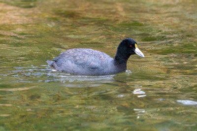 <i class='fa fa-user'></i> Louis56 |   Punakoet  <i class='fa fa-eye'> 178</i>   <i class='fa fa-comment-o'> 1</i>