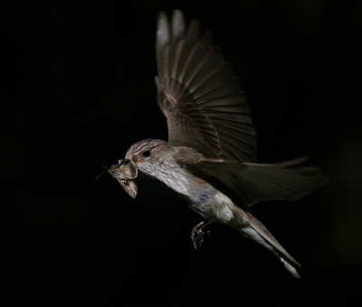 <i class='fa fa-user'></i> Gejo Wassink |   Grauwe Vliegenvanger  <i class='fa fa-eye'> 352</i>  <i class='fa fa-thumbs-up'> 12</i>   <i class='fa fa-comment-o'> 8</i>