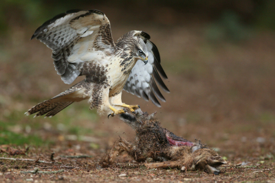 <i class='fa fa-user'></i> Henk Wiebe van der Meulen |   Buizerd  <i class='fa fa-eye'> 411</i>  <i class='fa fa-thumbs-up'> 15</i>   <i class='fa fa-comment-o'> 10</i>
