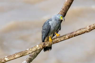 <i class='fa fa-user'></i> Louis56 |   Langsnavelwouw  <i class='fa fa-eye'> 228</i>   <i class='fa fa-comment-o'> 5</i>