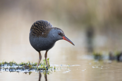 <i class='fa fa-user'></i> Bert Ooms |   Waterral  <i class='fa fa-eye'> 357</i>  <i class='fa fa-thumbs-up'> 20</i>   <i class='fa fa-comment-o'> 10</i>