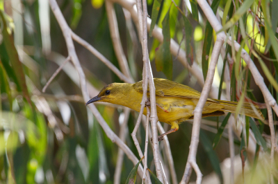 <i class='fa fa-user'></i> Kees de Jager |   Citroenhoningeter  <i class='fa fa-eye'> 107</i>   <i class='fa fa-comment-o'> 0</i>