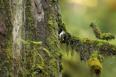 <i class='fa fa-user'></i> Frank Kremer |   Amerikaanse Boomkruiper  <i class='fa fa-eye'> 313</i>  <i class='fa fa-thumbs-up'> 12</i>   <i class='fa fa-comment-o'> 10</i>