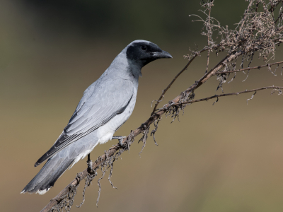 <i class='fa fa-user'></i> Paul van Giersbergen |   Australische Rupsvogel  <i class='fa fa-eye'> 141</i>  <i class='fa fa-thumbs-up'> 3</i>   <i class='fa fa-comment-o'> 3</i>